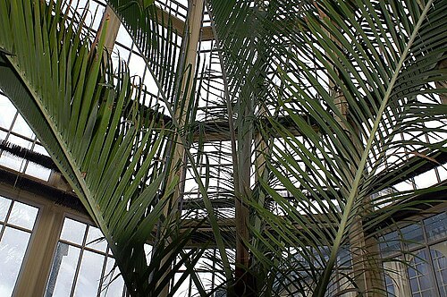 Triangle palm: Location taken: Rawlings Conservatory & Botanic Gardens, Baltimore MD USA. Names: Dypsis decaryi (Jum.) Beentje & J.Dransf., Dreieckspalme, Neodipsis Dekara (As