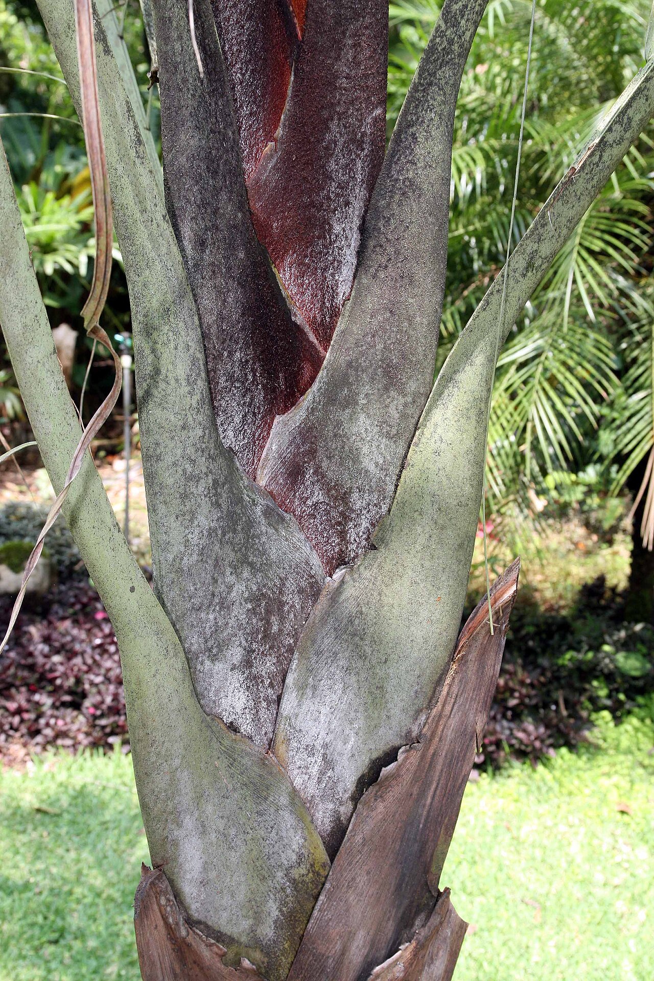 Triangle palm: Location taken: Else Kientzler Botanical Garden, Sarchi Norte, Costa Rica. Names: Dypsis decaryi (Jum.) Beentje & J.Dransf., Dreieckspalme, Neodipsis Dekara (As