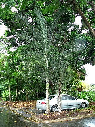 Triangle palm: Dypsis decaryi interspecific hybrid at SugarWorld, Edmonton, north Queensland, 2008