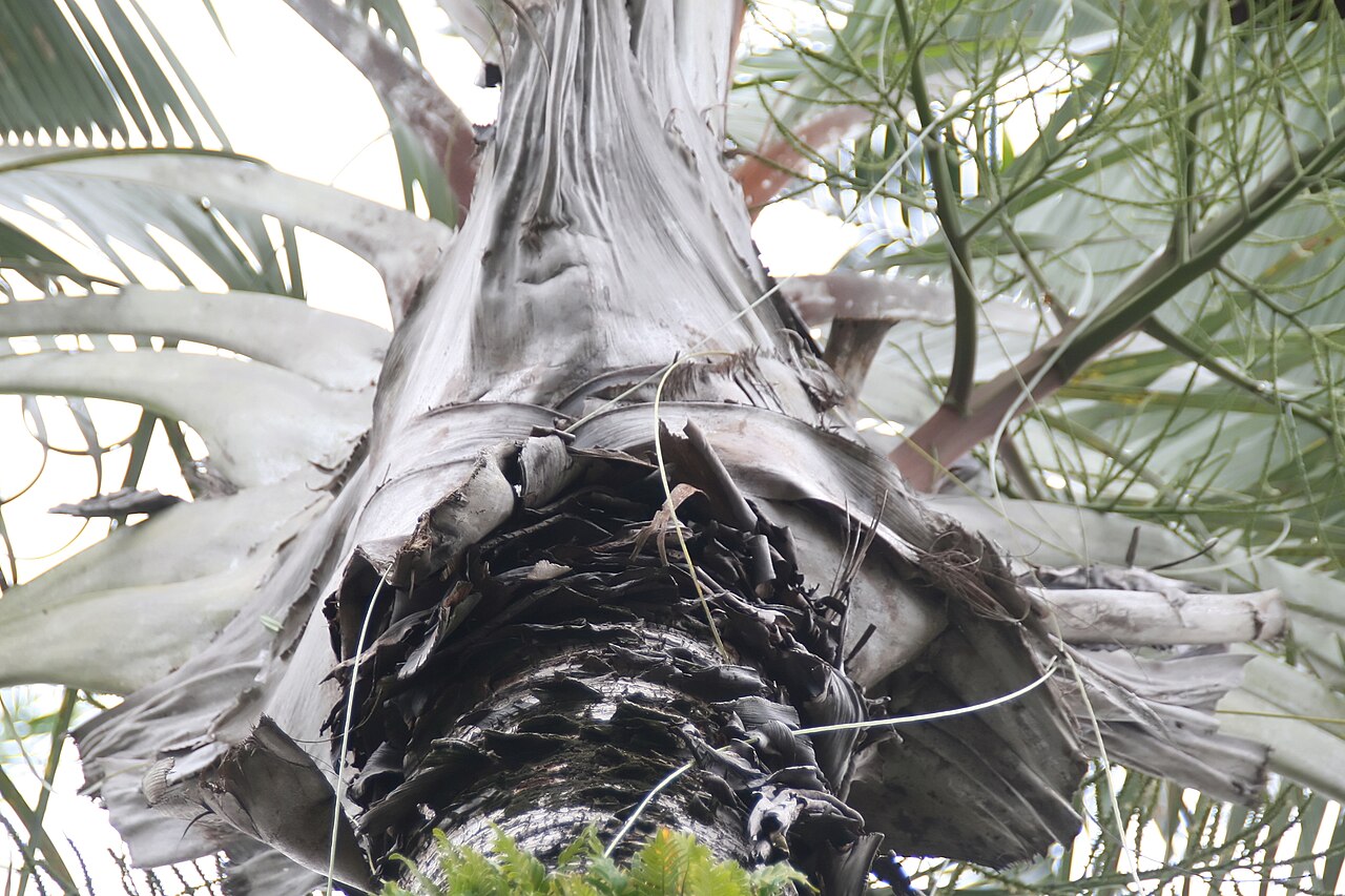 Triangle palm: Location taken: Fairchild Tropical Botanic Garden, Miami, FL USA. Names: Dypsis decaryi (Jum.) Beentje & J.Dransf., Dreieckspalme, Neodipsis Dekara (As N Decary