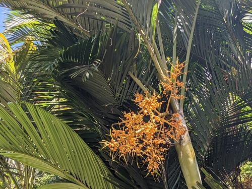 Areca palm (Chrysalidocarpus lutescens)