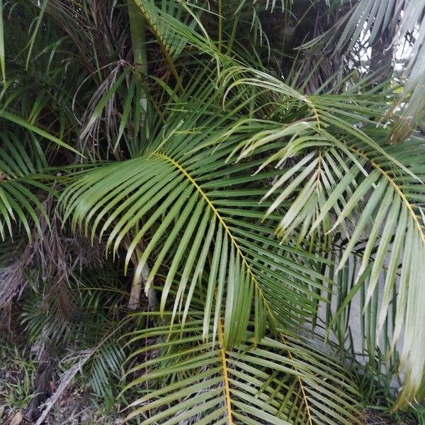 Areca palm (Chrysalidocarpus lutescens)