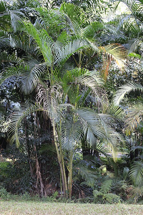 Areca palm: 散尾葵，摄于广州华南植物园