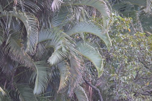 Areca palm (Chrysalidocarpus lutescens)