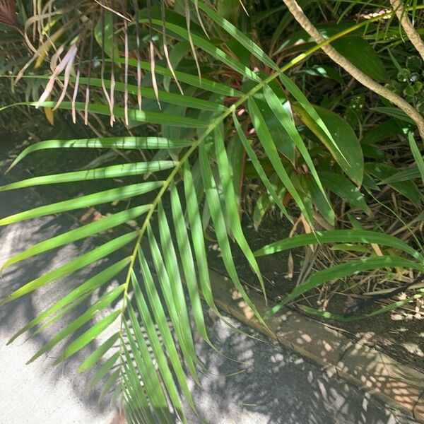 Areca palm (Chrysalidocarpus lutescens)
