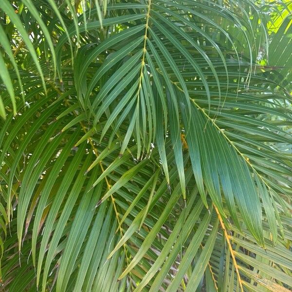 Areca palm (Chrysalidocarpus lutescens)