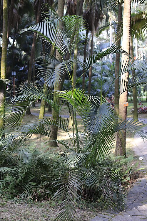 Areca palm: 散尾葵，摄于广州华南植物园