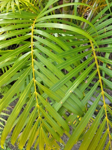 Areca palm (Chrysalidocarpus lutescens)