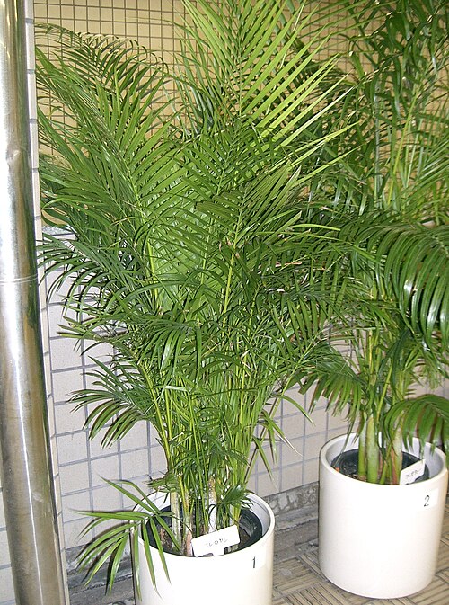 Areca palm: Dypsis lutescens
