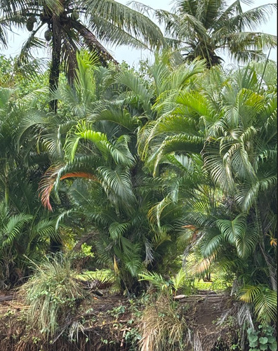 Areca palm (Chrysalidocarpus lutescens)