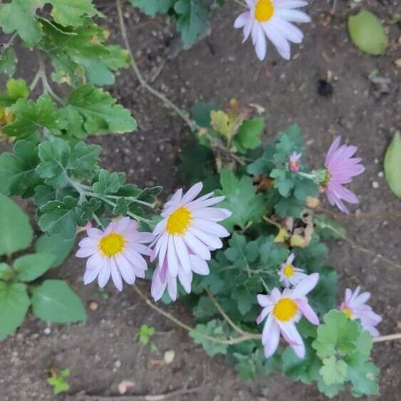 Florist's daisy (Chrysanthemum morifolium)