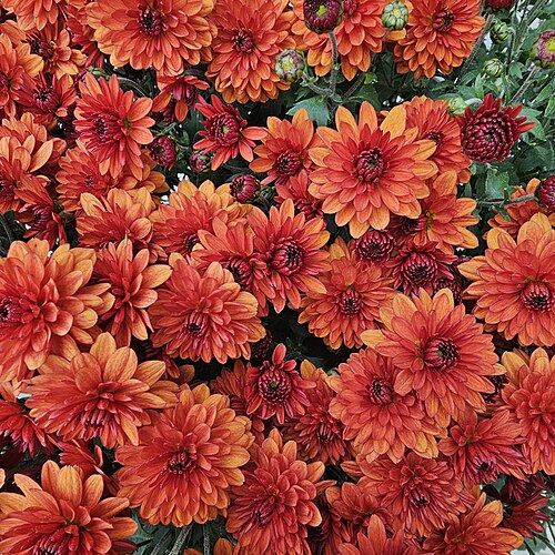 Florist's daisy: Chrysanthemum × hortorum multiflora
