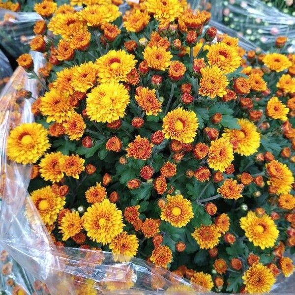 Florist's daisy (Chrysanthemum morifolium)