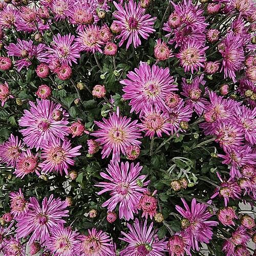 Florist's daisy: Chrysanthemum × morifolium multiflora