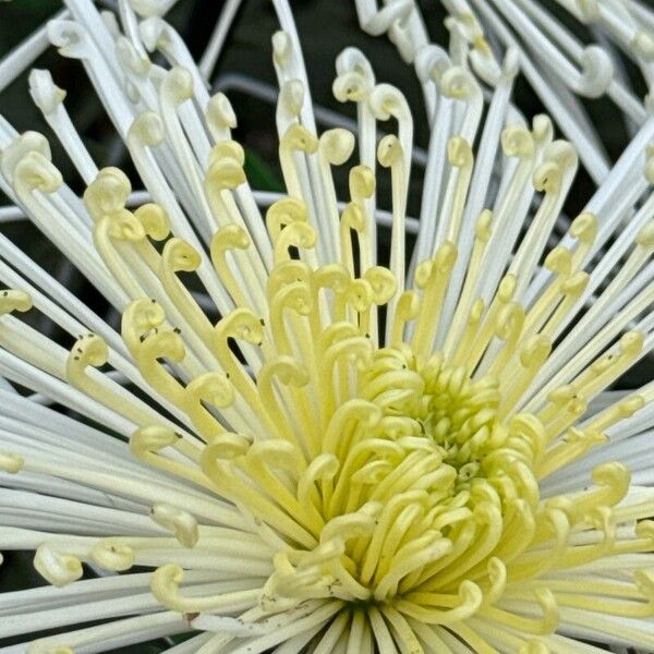 Florist's daisy (Chrysanthemum morifolium)