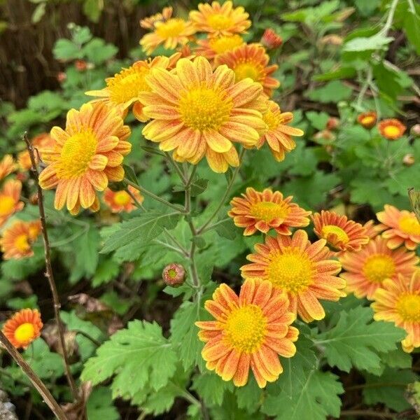 Florist's daisy (Chrysanthemum morifolium)