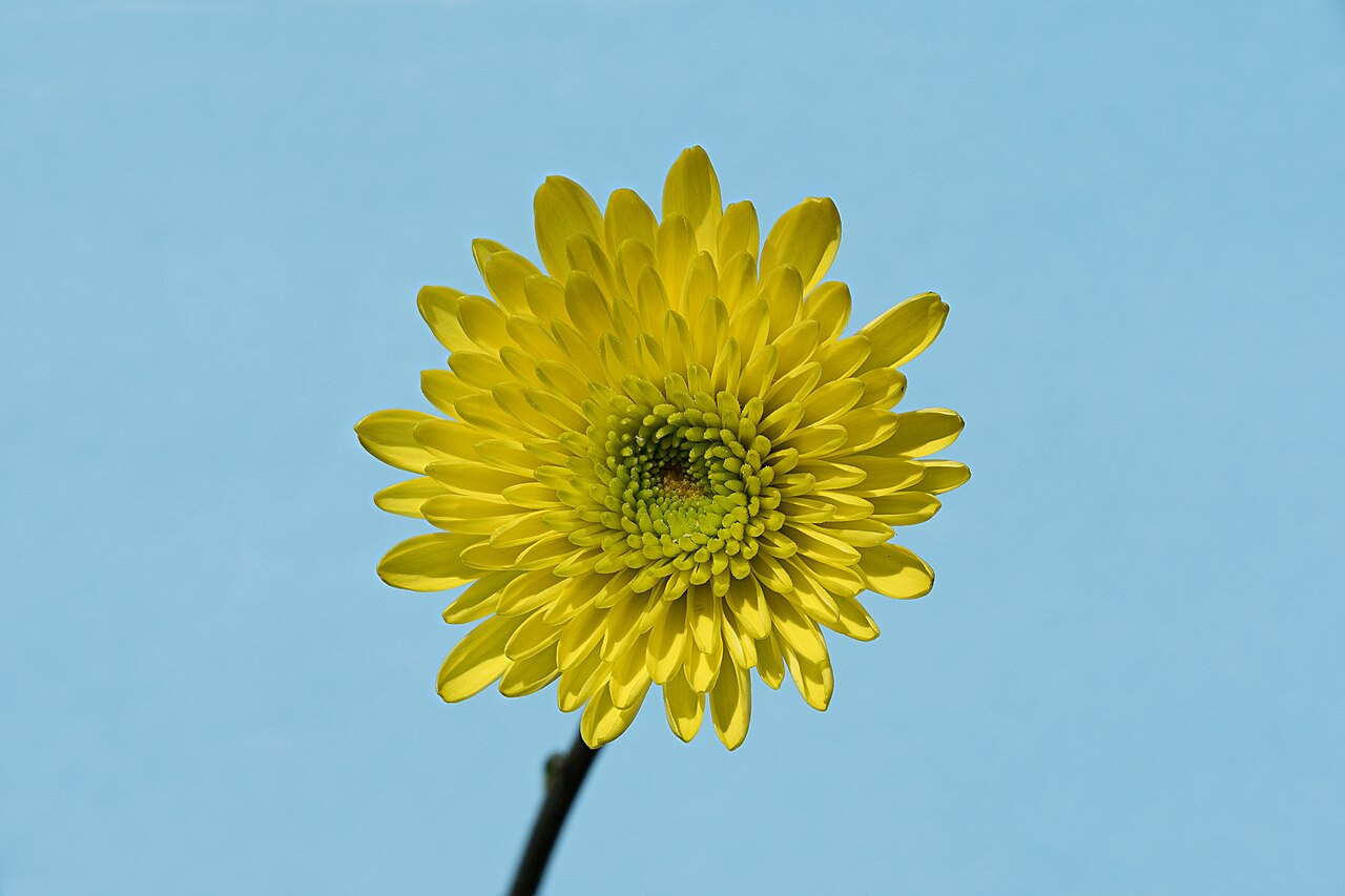 Florist's daisy: 15-picture focus stack of a florist's daisy (Chrysanthemum × morifolium), Alameda Afonso Henriques, Lisbon, Portugal