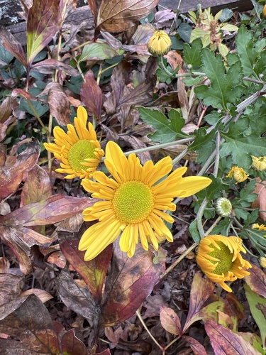 Florist's daisy (Chrysanthemum × morifolium)