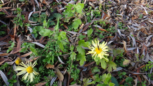 Florist's daisy (Chrysanthemum × morifolium)
