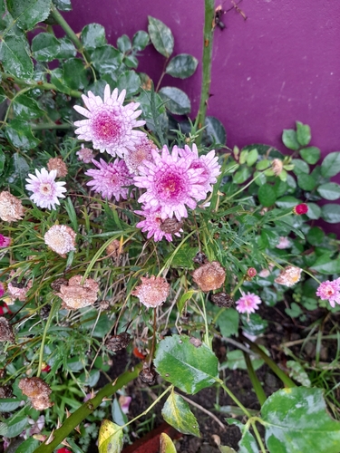Florist's daisy (Chrysanthemum × morifolium)
