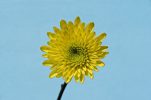 Florist's daisy: 15-picture focus stack of a florist's daisy (Chrysanthemum × morifolium), Alameda Afonso Henriques, Lisbon, Portugal