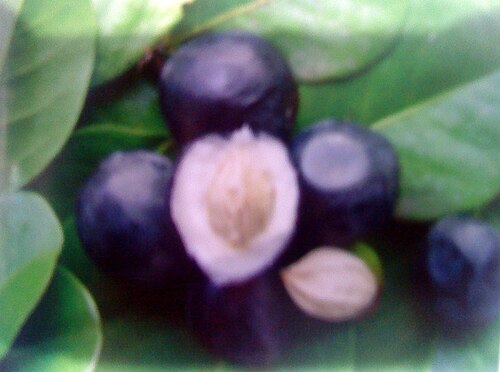 Coco plant: Plante