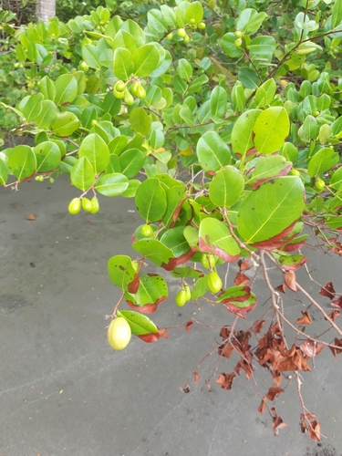 Coco plant (Chrysobalanus icaco)