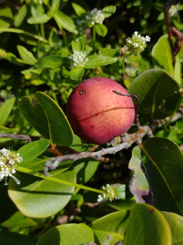 Coco plant (Chrysobalanus icaco)