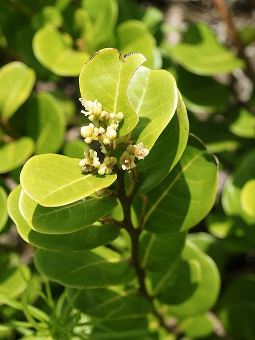 Coco plant: Cocoplum near Cahuita, Costa Rica