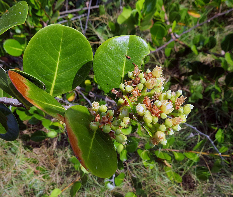 Coco plant: Foliage and flowers of the Coco-plum bush, found on neotropical coastlines. Photo from Tayrona Park on Colombia's Caribbean coast. In context at www.dixpix.ca/m