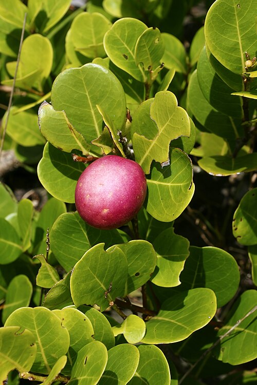 Coco plant: Cocoplum near Cahuita, Costa Rica