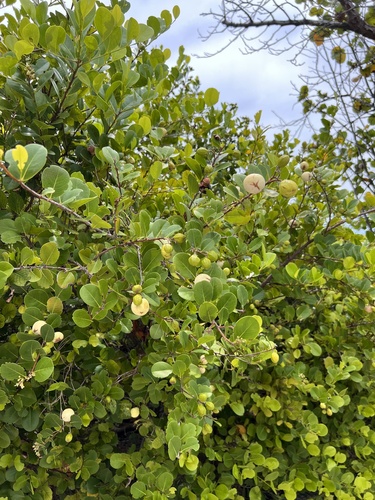 Coco plant (Chrysobalanus icaco)