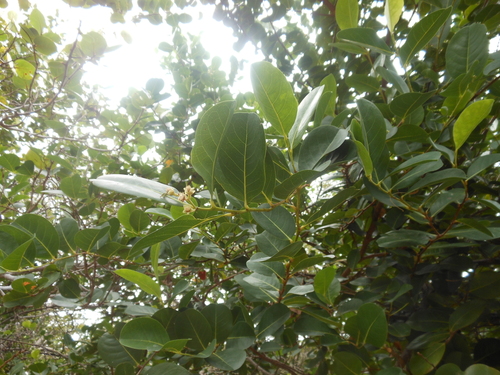 Coco plant (Chrysobalanus icaco)