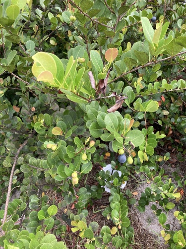 Coco plant (Chrysobalanus icaco)