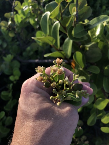 Coco plant
