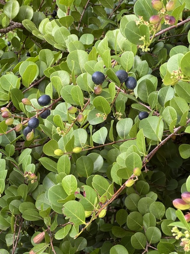 Coco plant (Chrysobalanus icaco)