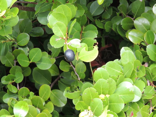 Coco plant (Chrysobalanus icaco)