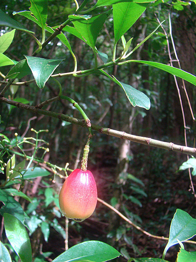 Chrysochlamys glauca: Native to Costa Rica and Panama. Fruit will spring open to reveal seeds. Photo from Monteverde, Costa Rica. In context at www.dixpix.ca/meso_america/Flora/malpi