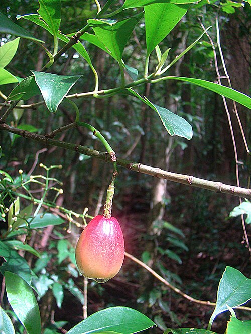 Chrysochlamys glauca: Native to Costa Rica and Panama. Fruit will spring open to reveal seeds. Photo from Monteverde, Costa Rica. In context at www.dixpix.ca/meso_america/Flora/malpi
