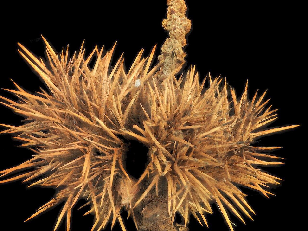 Giant chinquapin: Chrysolepis chrysophylla var. minor—giant golden chinquapin. The empty capsule of a giant chinquapin. The black spots visible on the spines are aphids. There is