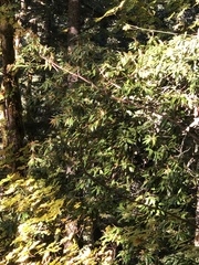 Giant chinquapin (Chrysolepis chrysophylla)