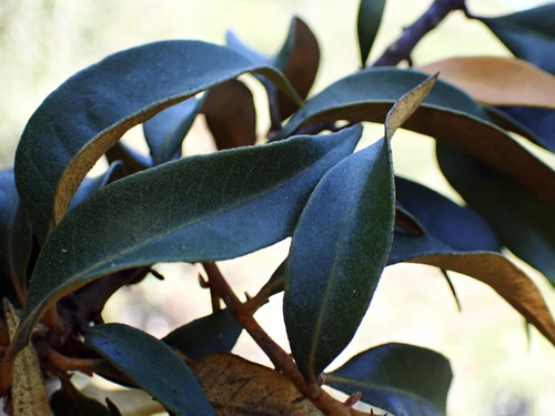 Giant chinquapin (Chrysolepis chrysophylla)
