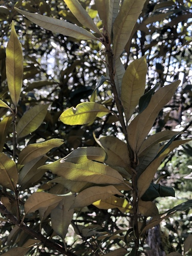 Giant chinquapin (Chrysolepis chrysophylla)