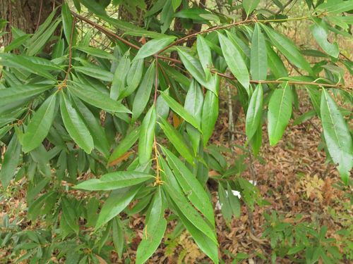 Giant chinquapin (Chrysolepis chrysophylla)