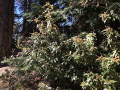 Giant chinquapin (Chrysolepis chrysophylla)