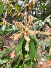 Giant chinquapin (Chrysolepis chrysophylla)