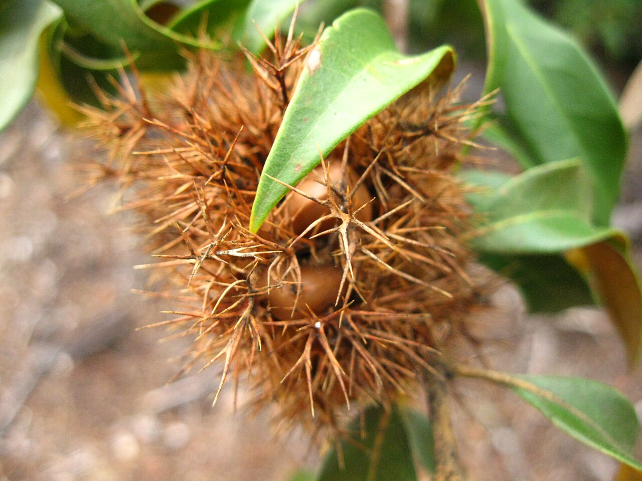 Giant chinquapin: Burr of Chrysolepis Chrysophylla