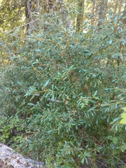 Giant chinquapin (Chrysolepis chrysophylla)