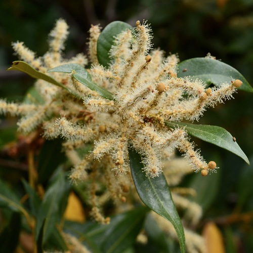Giant chinquapin (Chrysolepis chrysophylla)