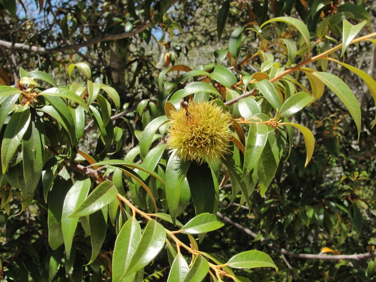 Giant chinquapin: Giant Chinquapin Chrysolepis chrysophylla foliage and fruit, Howard King Trail, Big Basin State Park, California.
